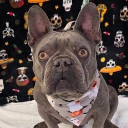 Photo of Mo, adoptable French Bulldog in Santa Maria, California