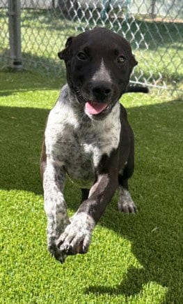 Photo of Sirius, adoptable Australian Cattle Dog/Blue Heeler in Texas City, Texas