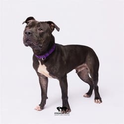 Photo of Lando, adoptable Mixed Breed (Medium) in Land O'Lakes, Florida