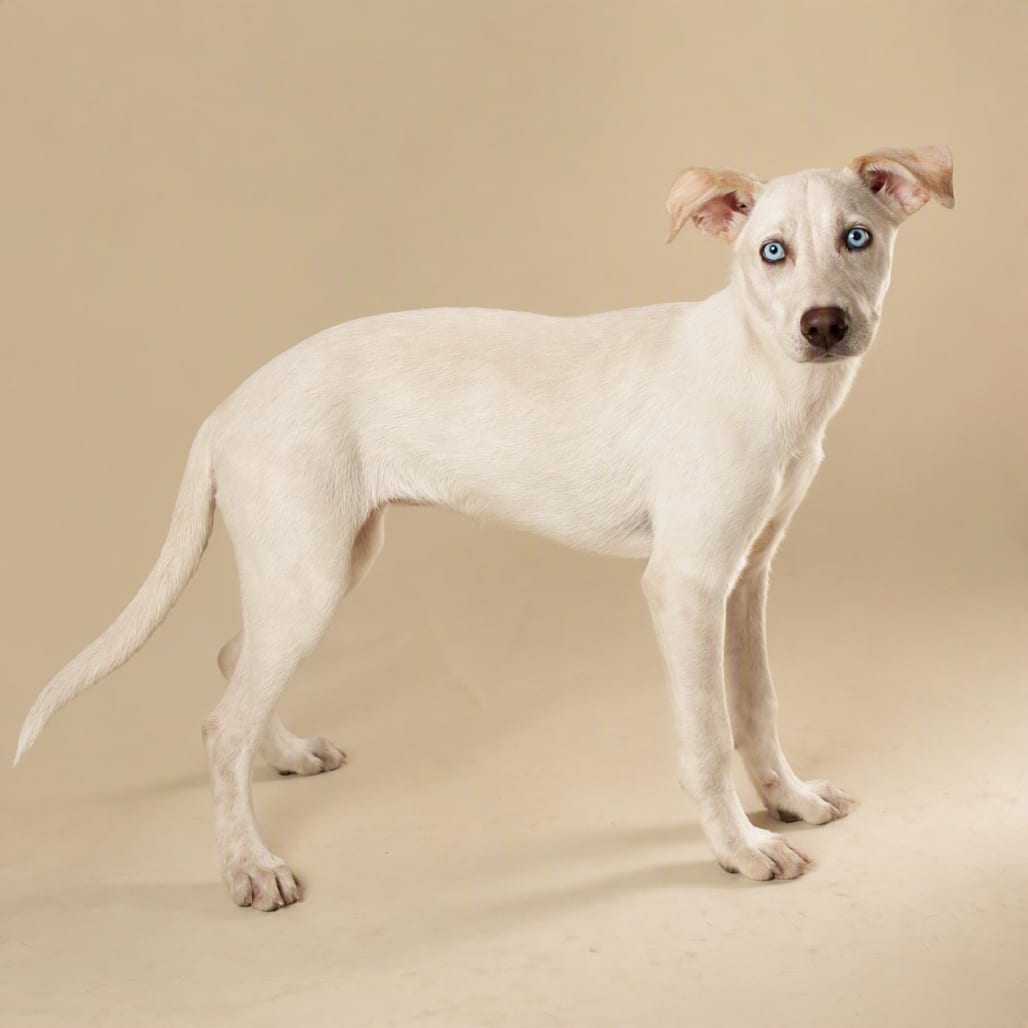 Photo of Flimflam, adoptable Retriever, Labrador / Cattle Dog in Kanab, Utah