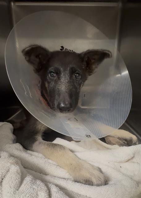 Photo of Max, adoptable German Shepherd Dog in Riverside, California