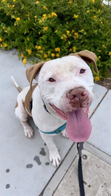Photo of Cupido, adoptable Pit Bull Terrier in Chula Vista, California