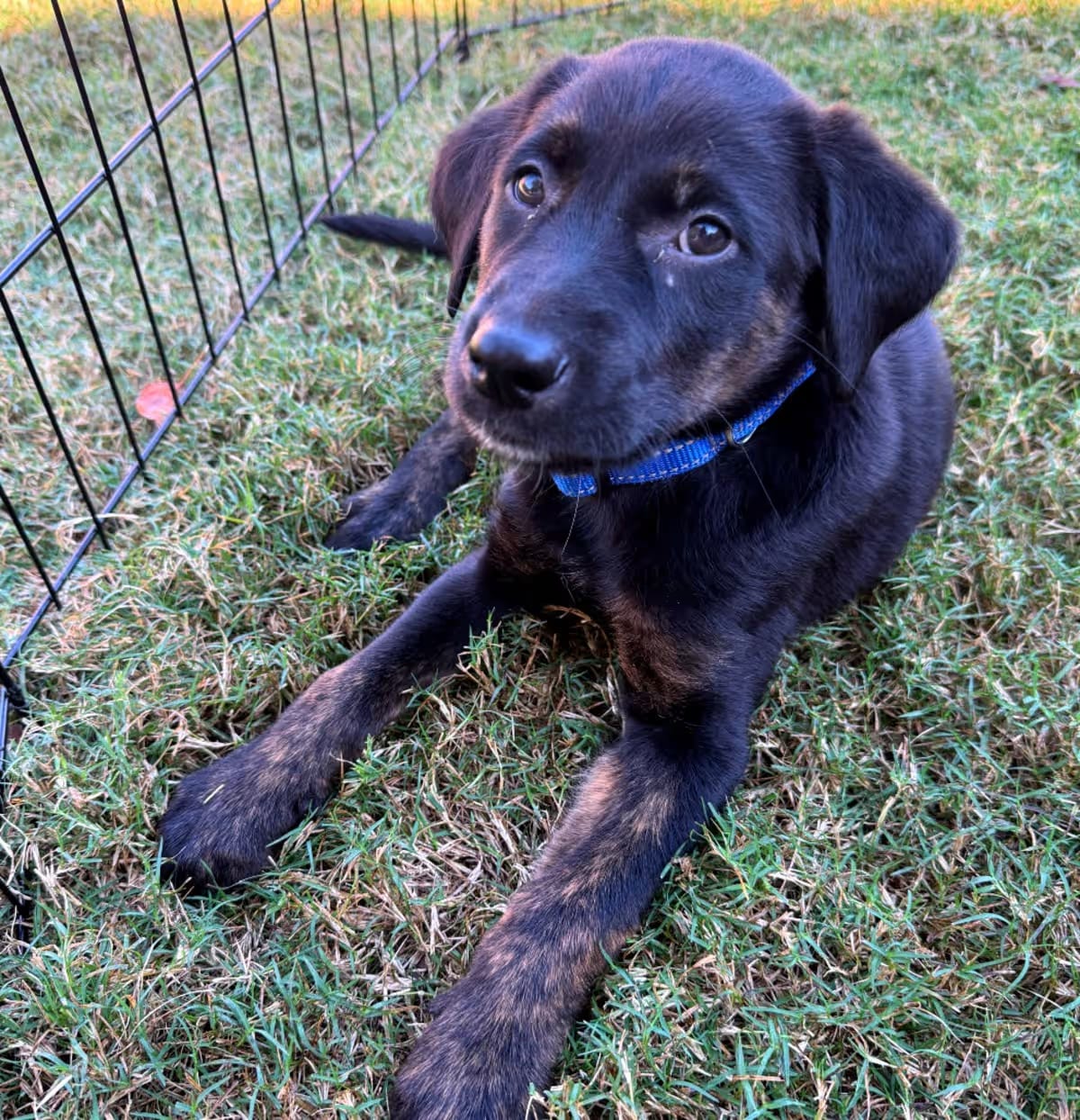 Photo of Otter Owner, adoptable Mixed Breed (Medium) in Apex, North Carolina
