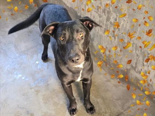 Photo of Vladamire, adoptable Labrador Retriever in Van Nuys, California