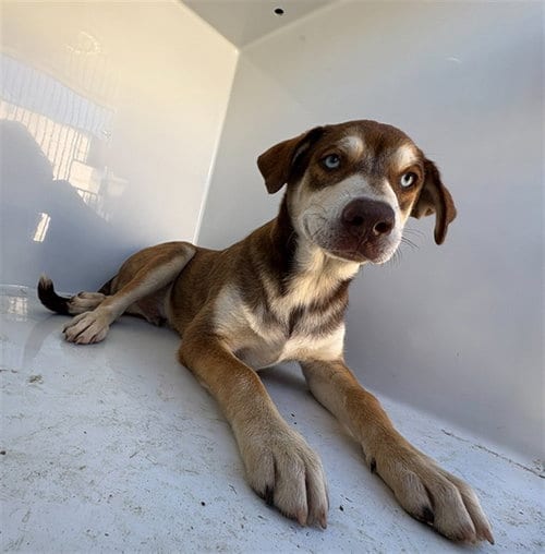Photo of Evan, adoptable Siberian Husky in Augusta, Georgia
