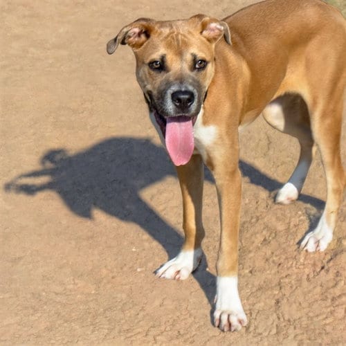 Photo of Mike, adoptable Great Dane in St Louis, Missouri