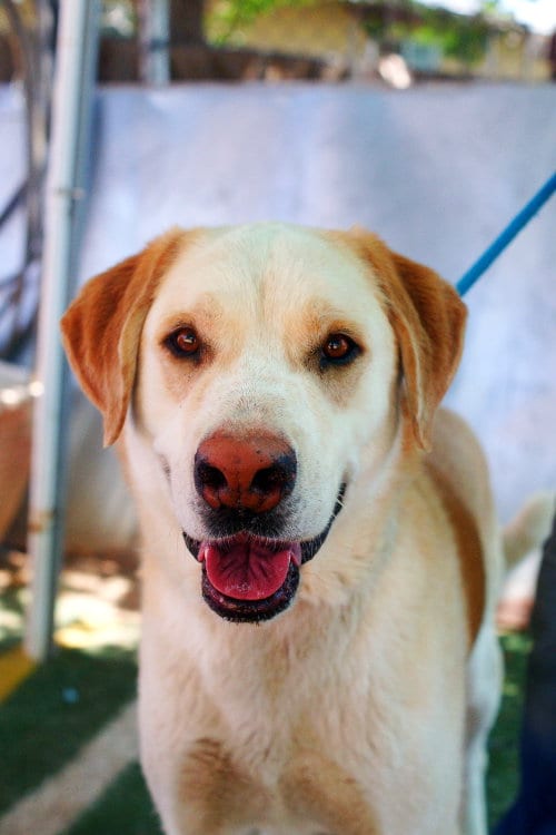 Photo of Prancer, adoptable Chesapeake Bay Retriever in Apple Valley, California