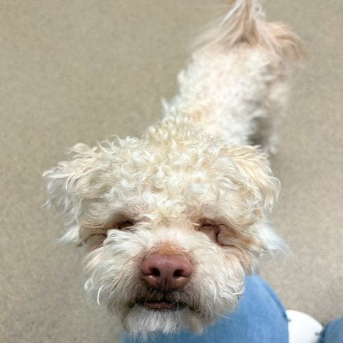 Photo of Figment, adoptable Maltese in Aurora, Colorado