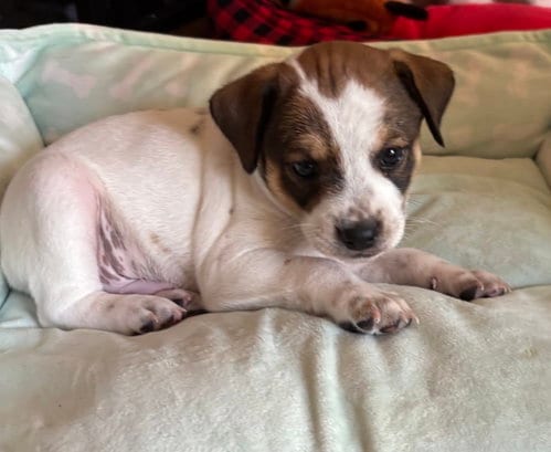 Photo of Rory, adoptable Jack Russell Terrier in Phoenix, Arizona