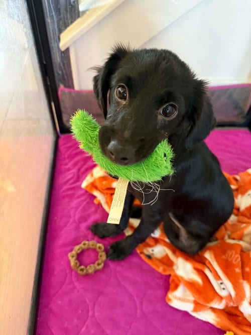 Photo of Lucha, adoptable Australian Shepherd in Coldwater, Michigan