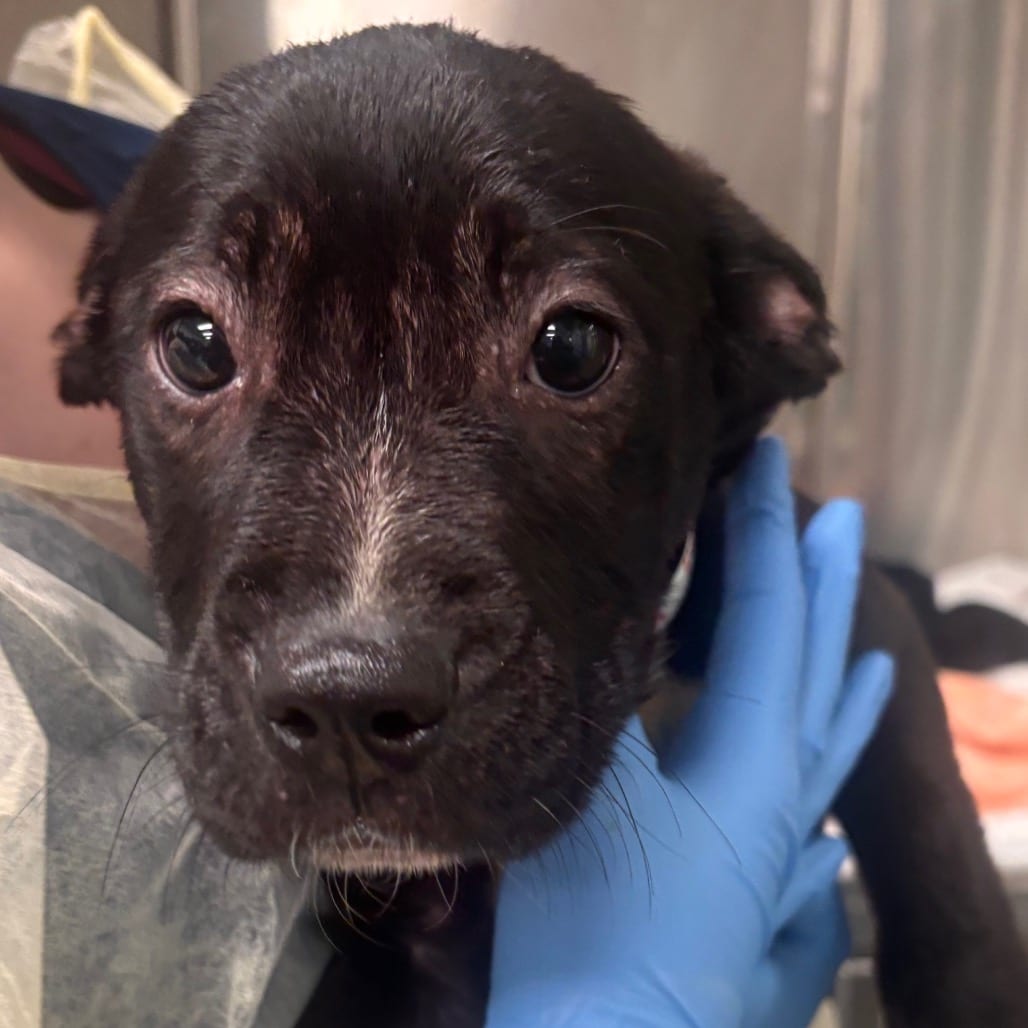 Photo of Vodka, adoptable Terrier, Pit Bull in Spartanburg, South Carolina