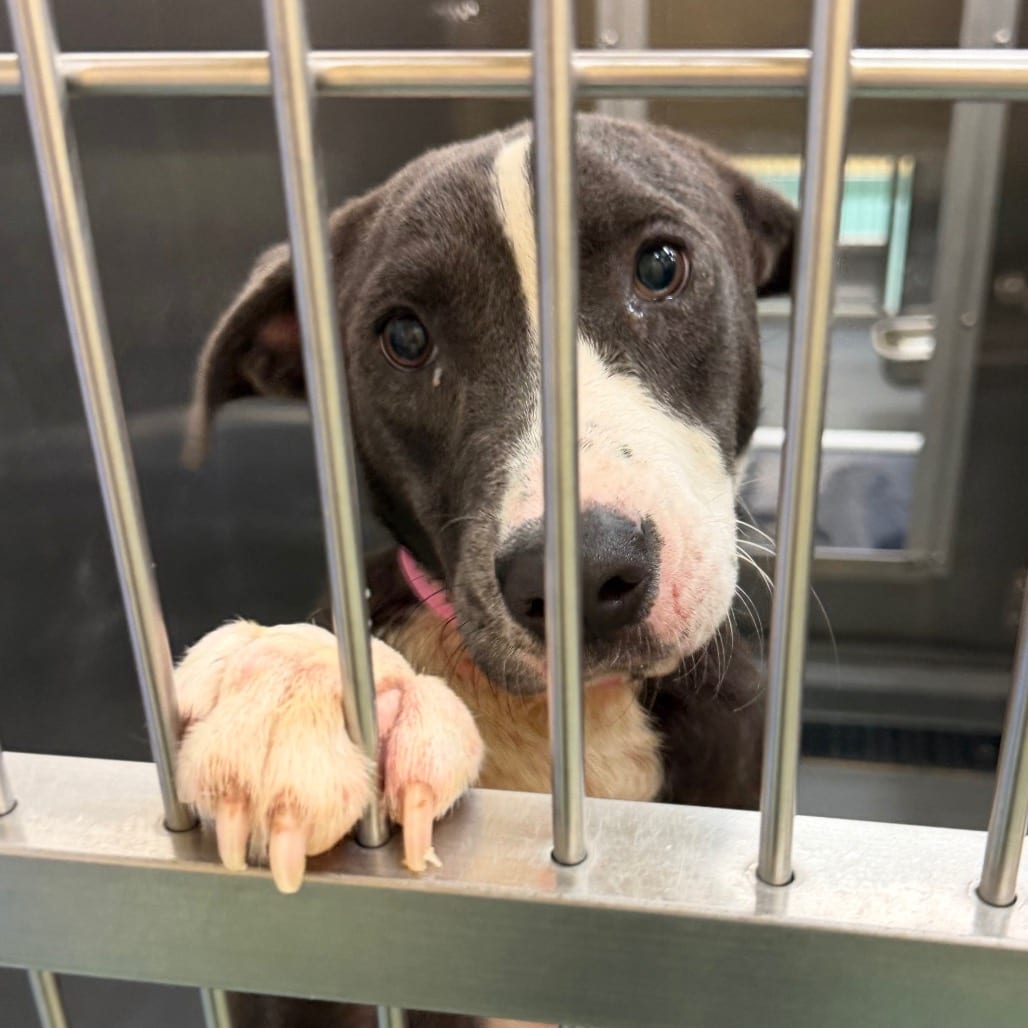 Photo of Bannadon, adoptable dog
