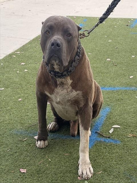 Photo of Kane, adoptable Pit Bull Terrier in Baldwin Park, California