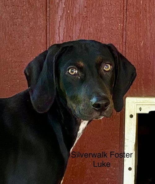Photo of Luke, adoptable Doberman Pinscher in St. Charles, Missouri