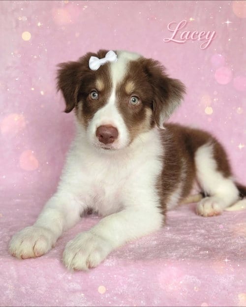 Photo of Lacey, adoptable Australian Shepherd in Newark, Delaware