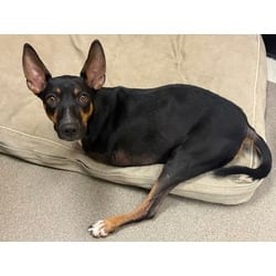 Photo of Kangaroo Jack, adoptable Mixed Breed (Medium) in Maumee, Ohio