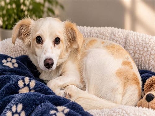 Photo of Roxanne, adoptable Chihuahua in San Pedro, California