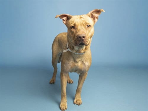 Photo of Sharpay, adoptable Chinese Shar-Pei in Phoenix, Arizona