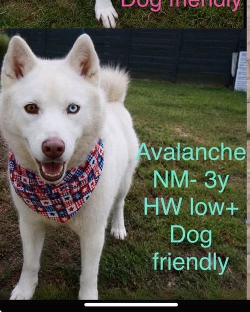 Photo of Avalanche, adoptable Husky in Holbrook, New York