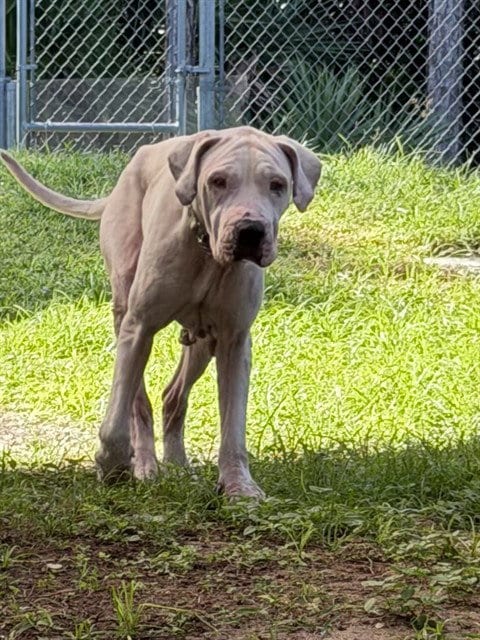 Photo of Luna, adoptable Dogo Argentino in Naples, Florida