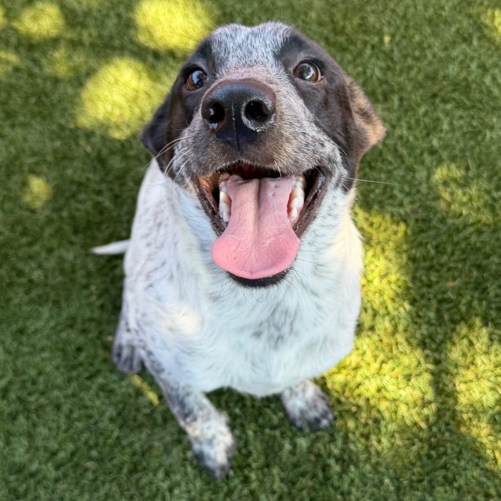 Photo of Crouton, adoptable Cattle Dog, Australian (Blue Heeler) / Mixed Breed (Medium) in Buellton, California