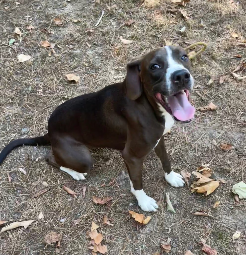 Photo of Alicia, adoptable Staffordshire Bull Terrier in Mena, Arkansas