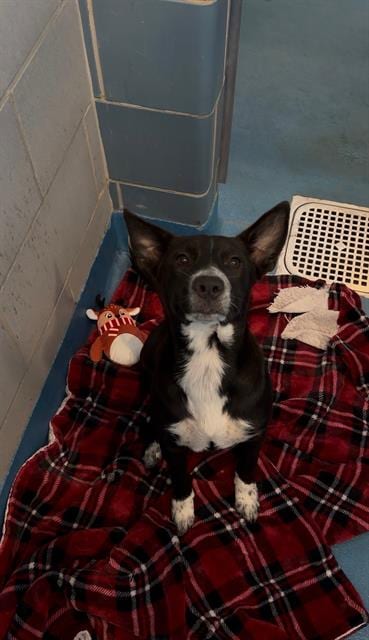 Photo of Persia, adoptable Mixed Breed