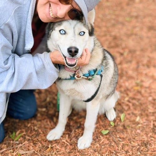 Photo of Nita, adoptable Siberian Husky in Oakland, California