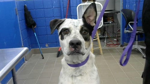 Photo of Patches, adoptable Australian Shepherd in Albuquerque, New Mexico