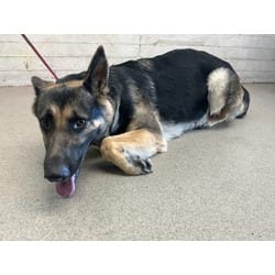 Photo of Faye, adoptable German Shepherd Dog in San Bernardino, California