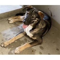 Photo of Ares, adoptable German Shepherd Dog in San Bernardino, California