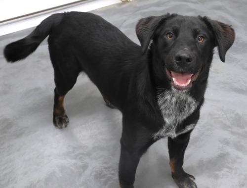 Photo of Allie, adoptable Shepherd in Thief River Falls, Minnesota