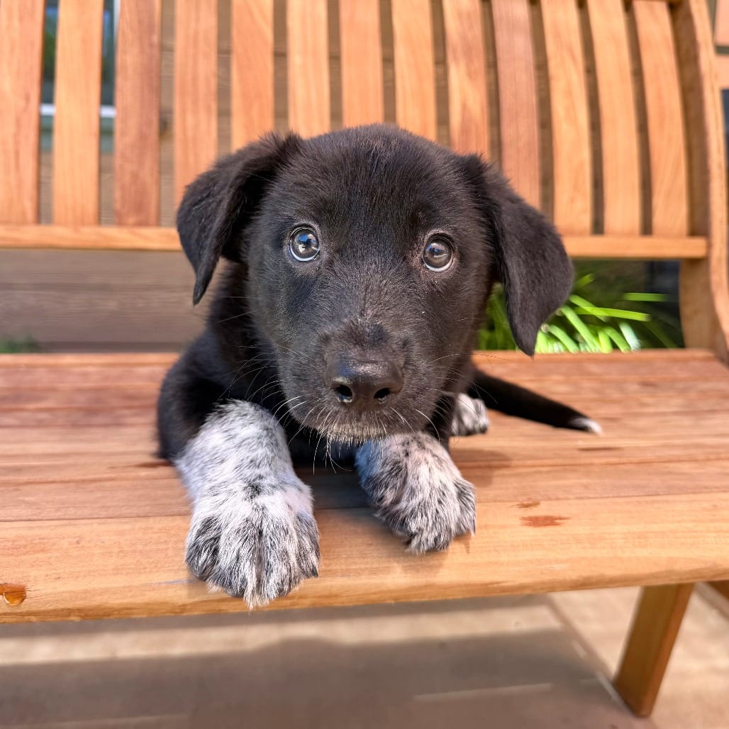 Photo of Zeta, adoptable Collie, Border in Agoura Hills, California