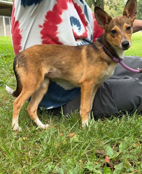 Photo of Pretzel, adoptable Feist in Warrenton, Virginia