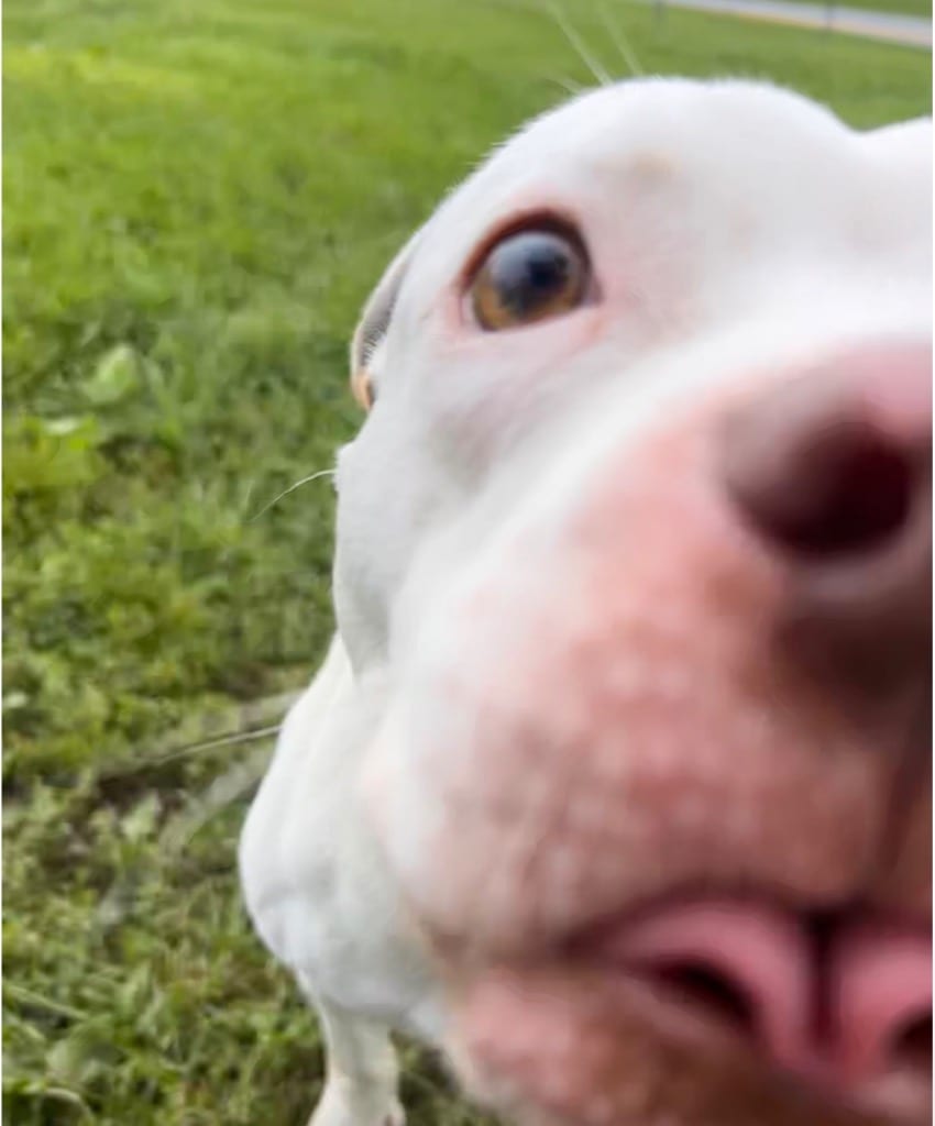 Photo of Alba, adoptable Pit Bull Terrier in New Cumberland, West Virginia