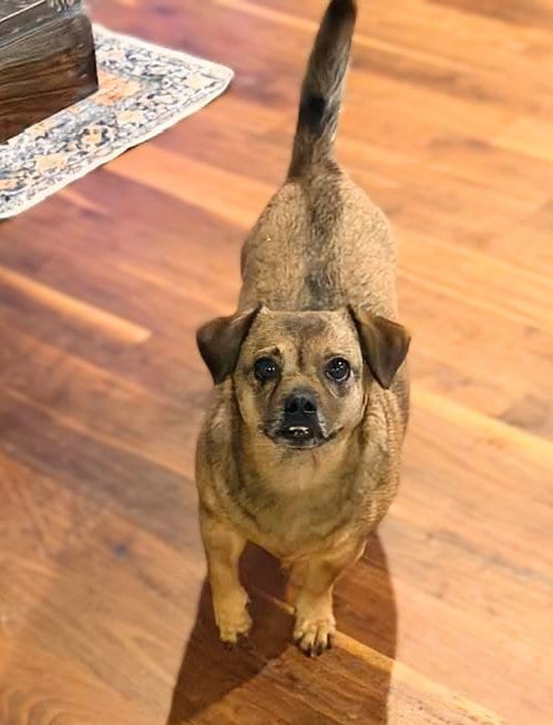 Photo of Chrissy, adoptable Chihuahua in Holly Springs, North Carolina