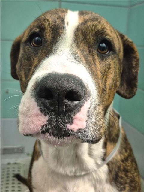 Photo of Frankie, adoptable Staffordshire Bull Terrier in Houston, Texas