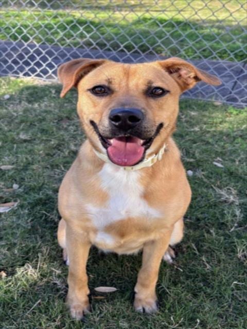 Photo of Persimmon, adoptable Black Mouth Cur in Texas City, Texas