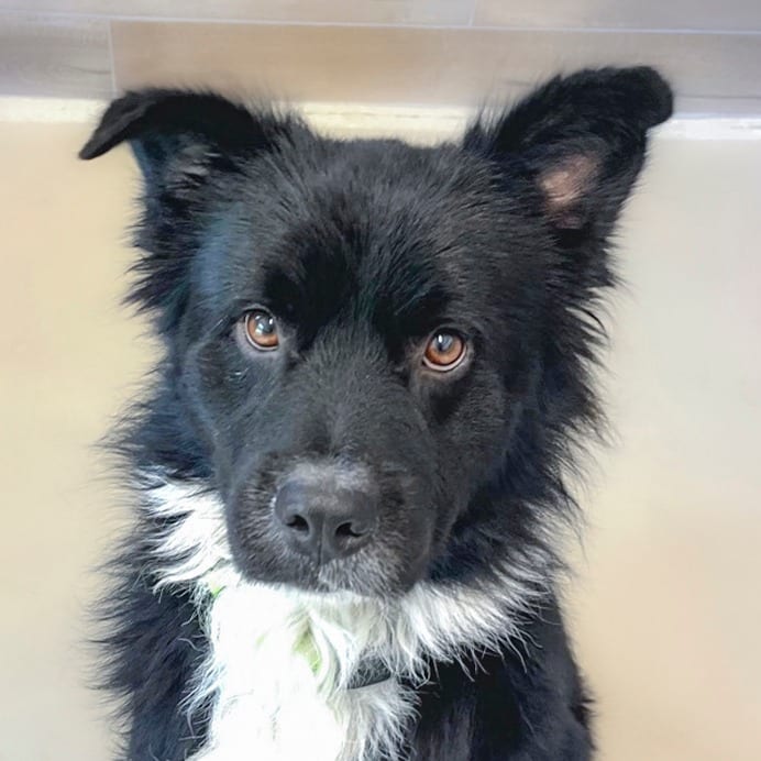 Photo of Julien, adoptable Collie, Border / Mixed Breed (Medium) in Chapel Hill, North Carolina