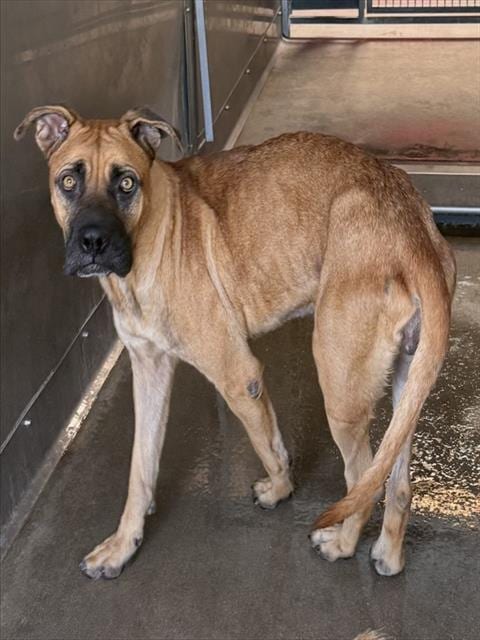 Photo of Raven, adoptable Pit Bull Terrier in San Bernardino, California