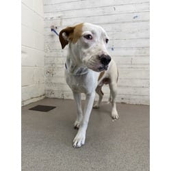 Photo of Olivier, adoptable American Pit Bull Terrier Bull Terrier in San Bernardino, California