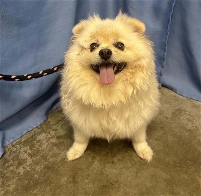 Photo of Madea, adoptable Pomeranian in Rosenberg, Texas