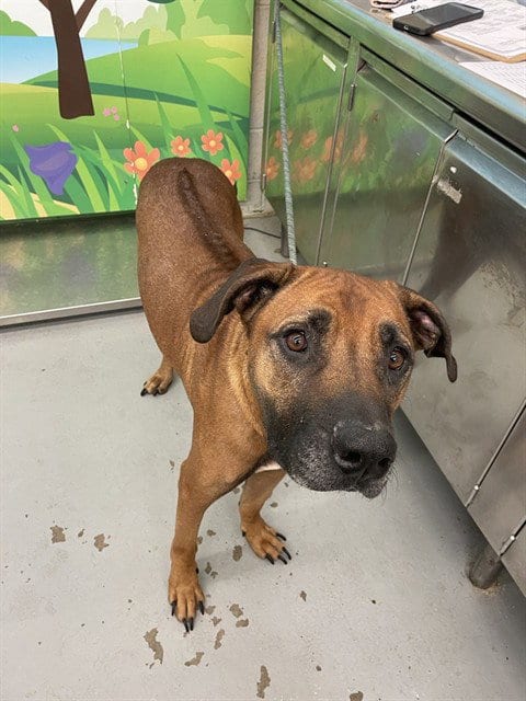 Photo of Rooster, adoptable Rhodesian Ridgeback in Waco, Texas