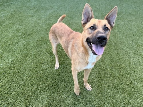 Photo of Apollo, adoptable German Shepherd Dog in Garland, Texas