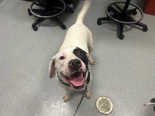 Photo of Moses, adoptable American Pit Bull Terrier in Ocala, Florida