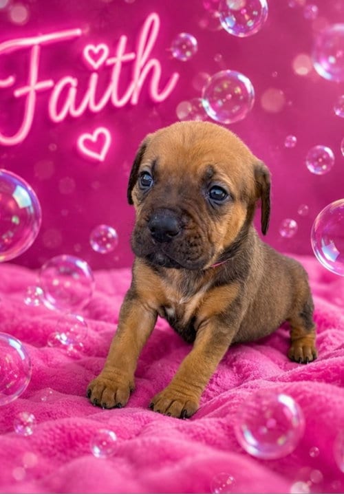 Photo of Faith, adoptable Hound in Sanford, Florida