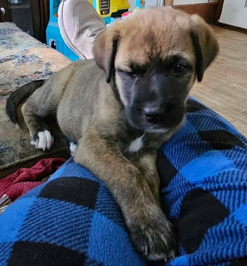 Photo of French Fry, adoptable Terrier in Dorr, Michigan
