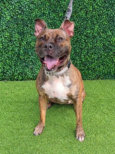 Photo of Mabel, adoptable Staffordshire Bull Terrier in Naples, Florida
