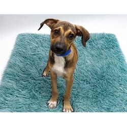 Photo of BO, adoptable Australian Kelpie in Ft Lauderdale, Florida