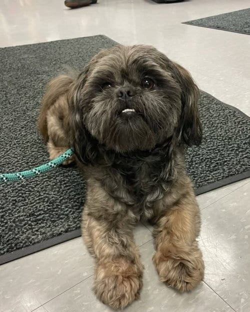Photo of Gary, adoptable Shih Tzu in Rochester, New York